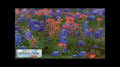 Flowers Lupine Texas Bluebonnet – Seeds Review