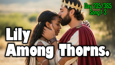 Day 205/365 - The Garden, The City, and The Night Search 🌹 #songofsolomon #bible