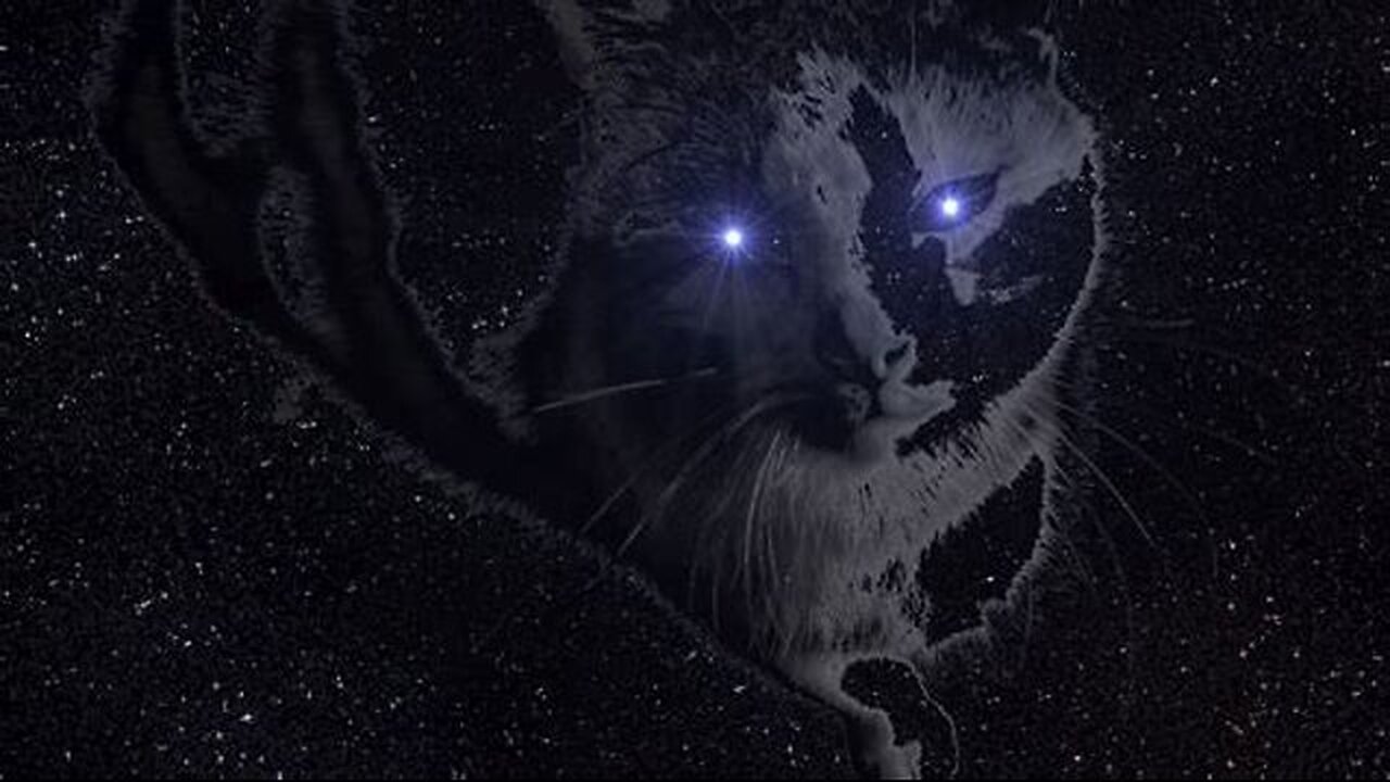 RIP Missy Kitten my love