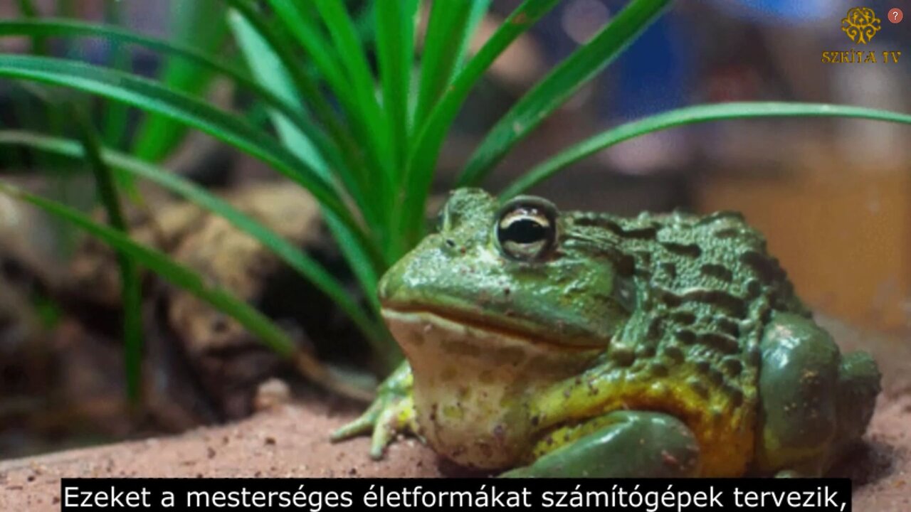 Mik a xenobotok? - Amikor az ember Istent játszik