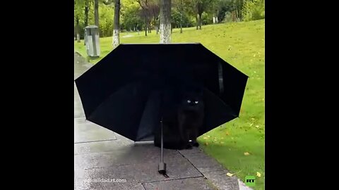 Acto de bondad bajo la lluvia: un chico regala su paraguas a un gato