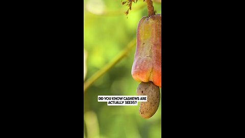 get healthy fats, protein and vitamins from cashews
