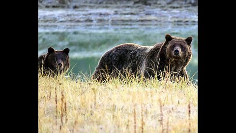 Biden Admin. Keeps Grizzlies Under Endangered Species Protection