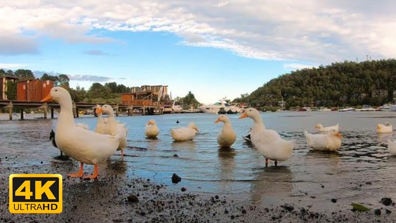 City Tour Pucon - 🇨🇱 Chile - 4K 60fps (version abreviada)