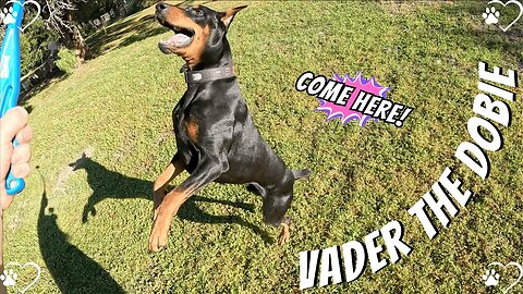 Doberman Ball Swap Part 2: Vader’s Sneaky Side-Eye Sprint! 🐶🎾
