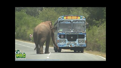 elephant attack