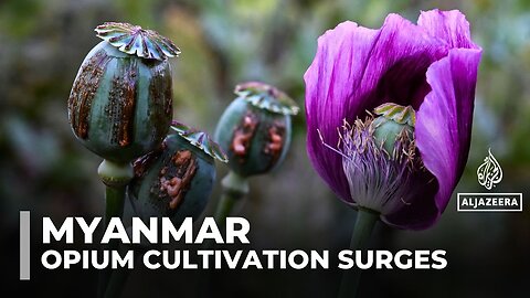 Opium poppy farming hits 10-year high in war-torn Myanmar
