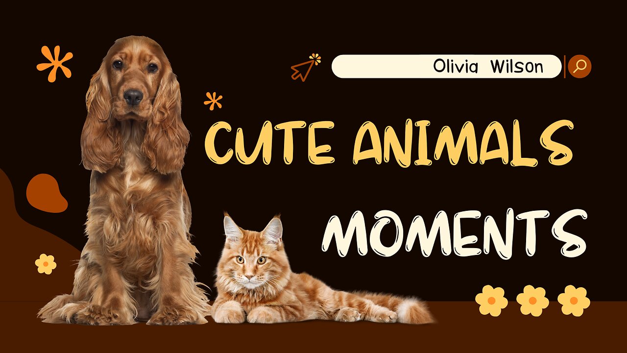 funny animals