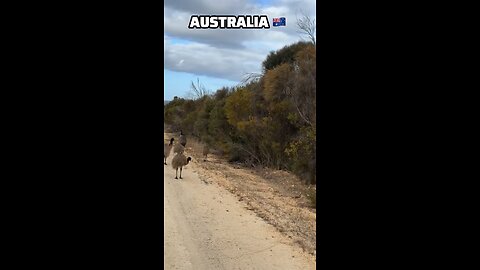 Australian animals