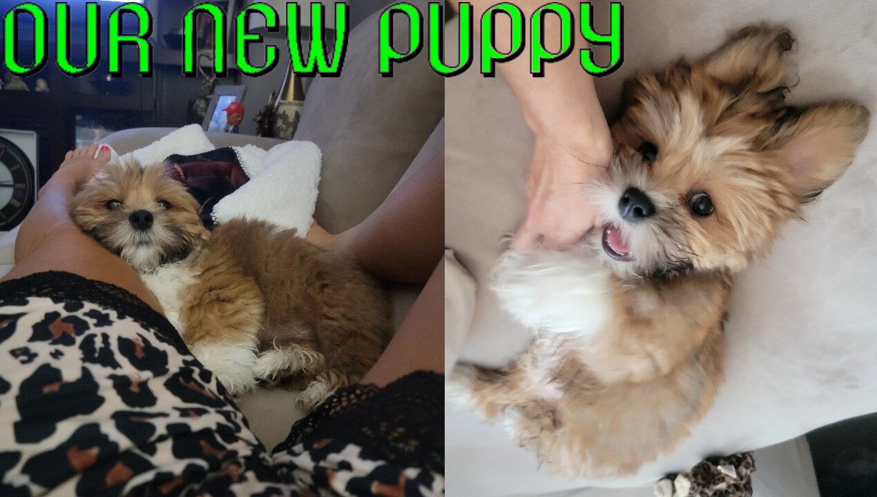 OUR NEW PUPPY