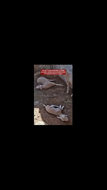 Israeli settlers gouged the eyes of lambs with a knife... They have no regard for any life