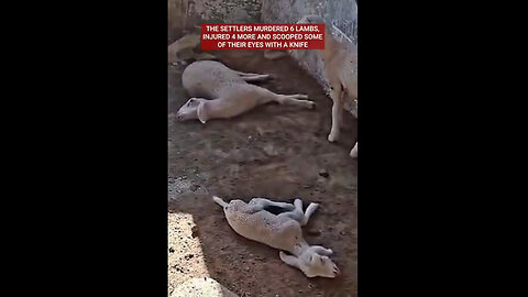 Israeli settlers gouged the eyes of lambs with a knife... They have no regard for any life