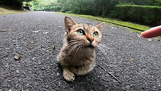 Stroking a stray cat sleeping at the center of the street, it climbed up on my knees