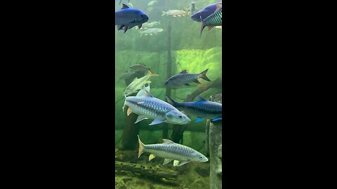 spesial golden masher