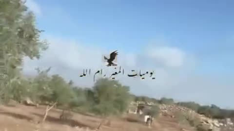 An Israeli settler assaults a woman while she is harvesting olives