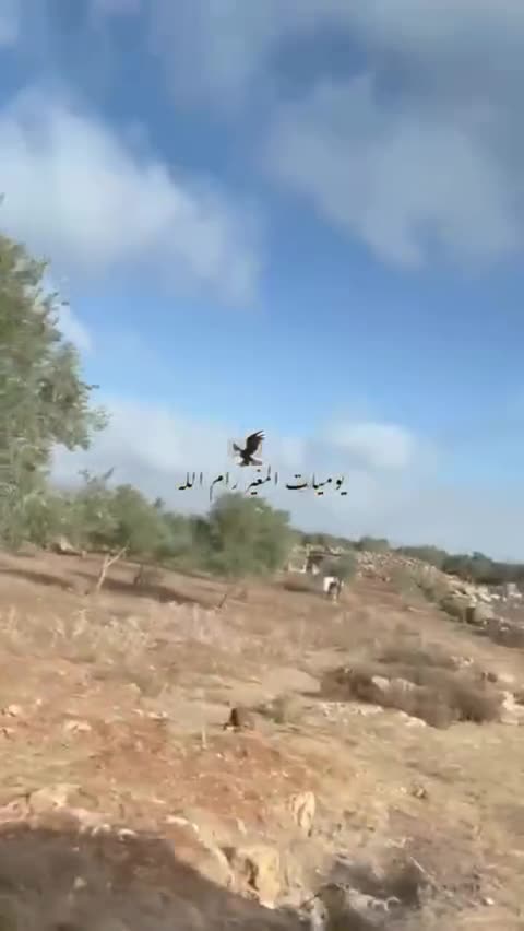 An Israeli settler assaults a woman while she is harvesting olives