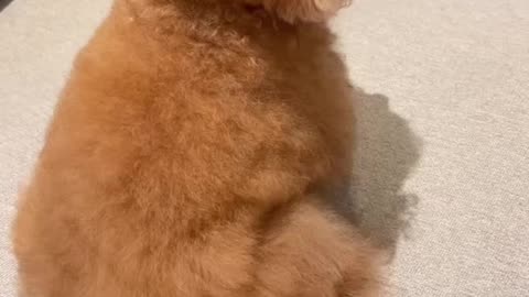 OMG 🐻