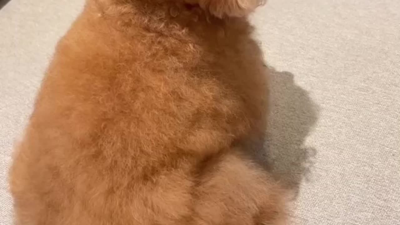 OMG 🐻