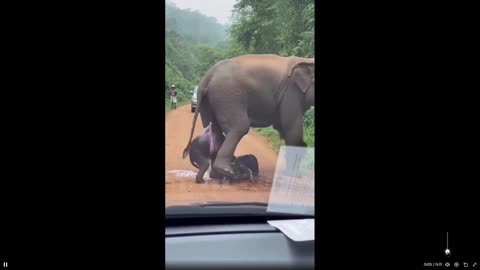 Ever see an elephant give birth to twins, fast 11 sec clip