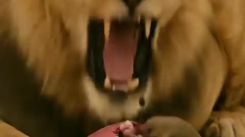 Amazing: Brave Bird Rescues a Suffering Lion | Unbelievable Wildlife Moment