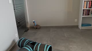 😂🐇 This Rabbit's Tube Food is CRAZY! | FunFM