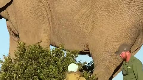 🤯🐘 Enormous Bull Elephant in Action! Witness Nature's Giants | FeedMyCuriosity