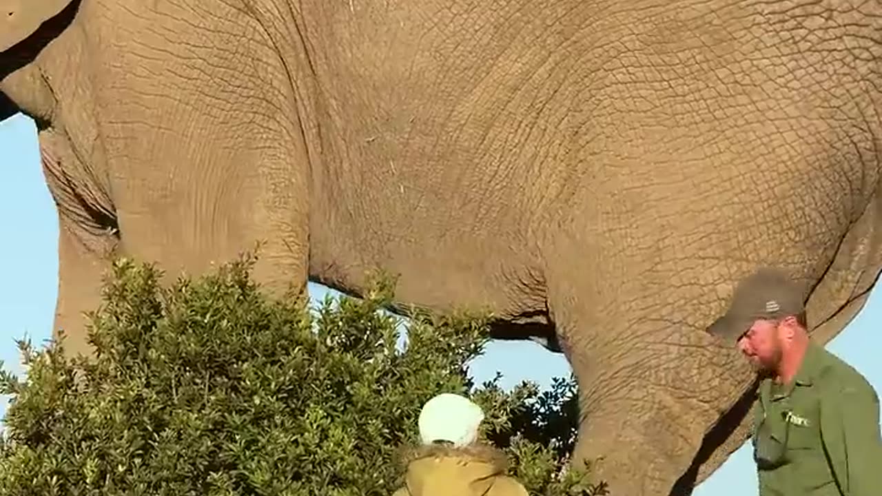 🤯🐘 Enormous Bull Elephant in Action! Witness Nature's Giants | FeedMyCuriosity