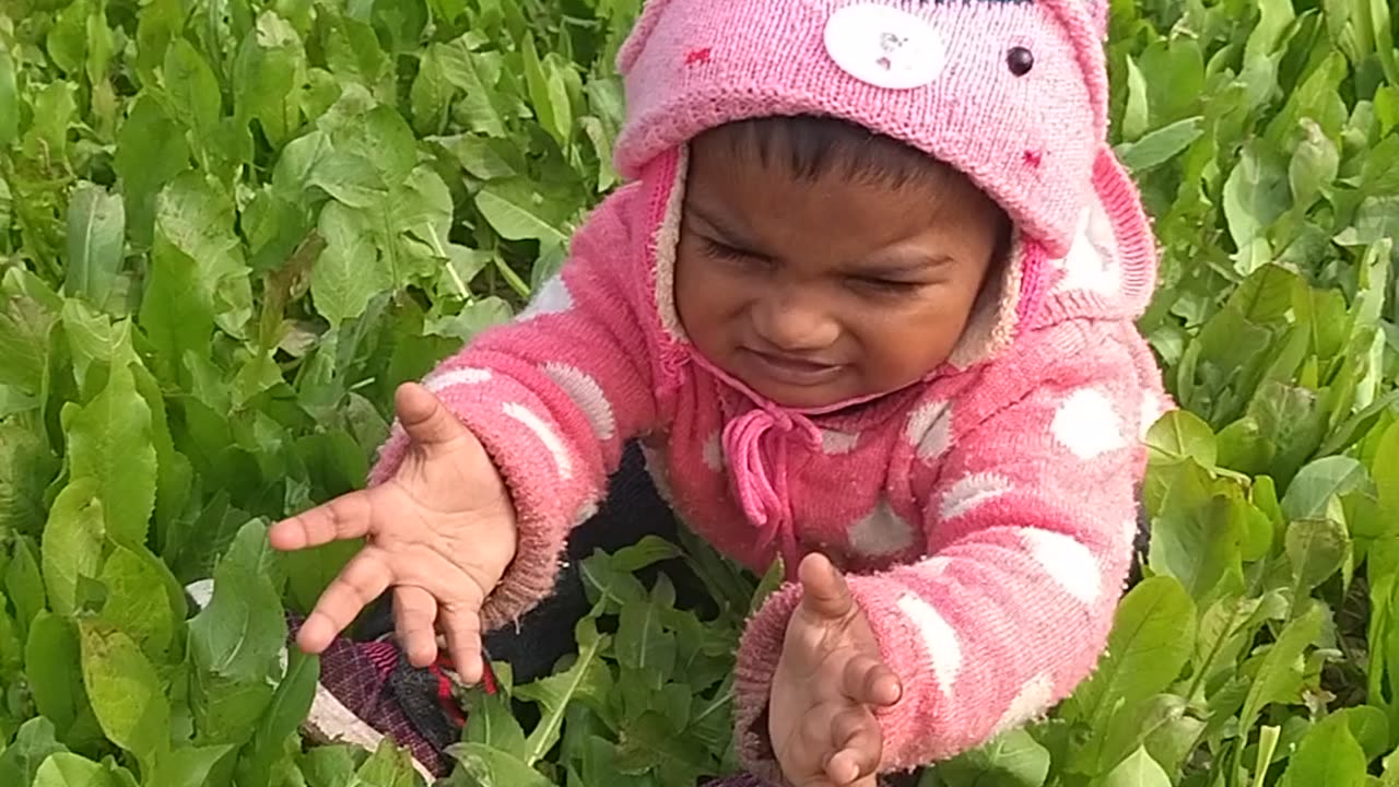 फार्म