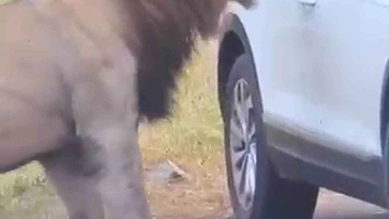 Passager Bitten by Lion 🦁