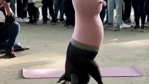 Pig dance