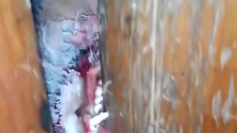 😱🦊 Rabid Fox Acting Like a Zombie! What Is Happening? | TheHauntingHour