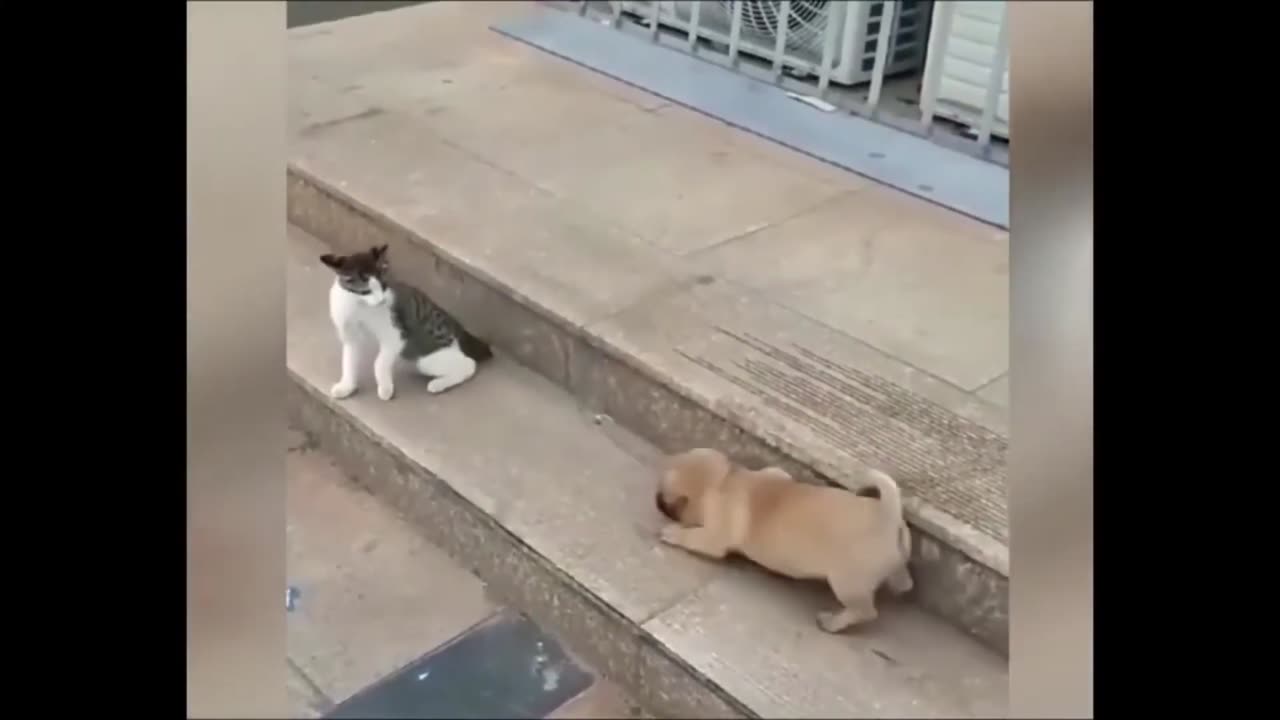 Cat vs dog challenge