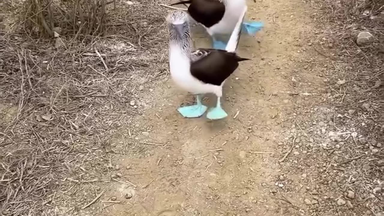 Share Share this with someone who has never seen blue-footed boobies before_ 😊__📸