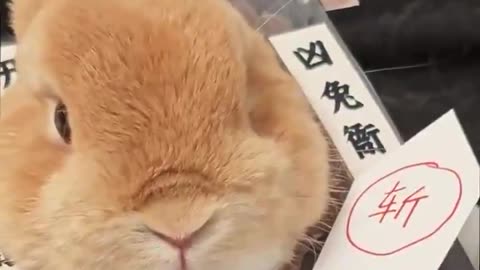 Criminal rabbit