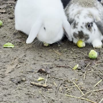 Bonded Bunnies – Two Best Friends 🐰🐰