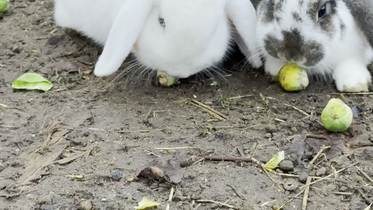 Bonded Bunnies – Two Best Friends 🐰🐰