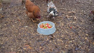 Chickens vs boiled vegetables. Do they say yay or nay?