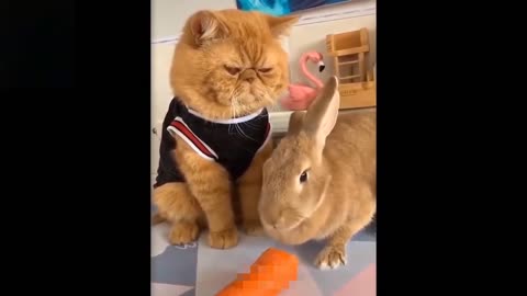 Best fun animal reactions🐱🐶 #26