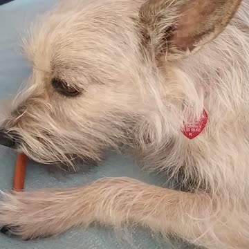 Luna sweet dog 💚🌟🐕