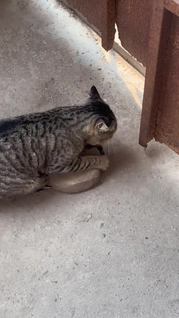 Smart Kitty Moves Rock to Open Gate