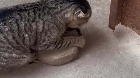 Smart Kitty Moves Rock to Open Gate