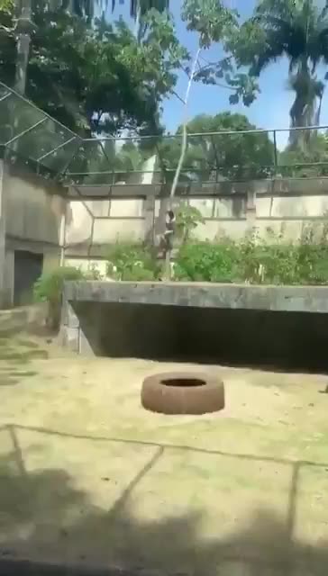 Idiot climbs into lion enclosure and immediately gets mauled