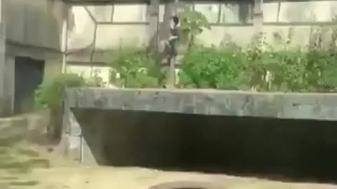 Idiot climbs into lion enclosure and immediately gets mauled