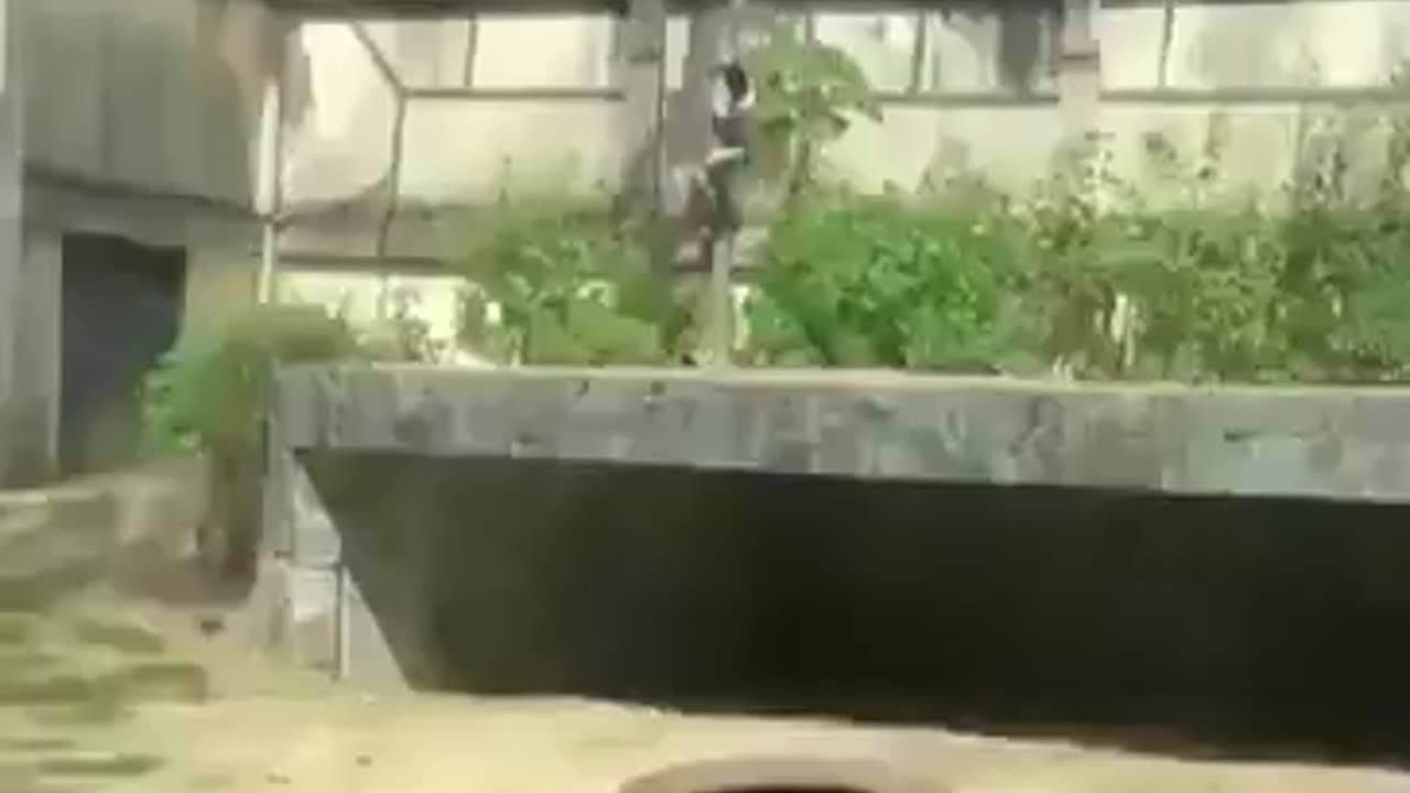 Idiot climbs into lion enclosure and immediately gets mauled