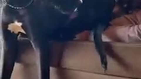 Funny Short Dog Compilation!