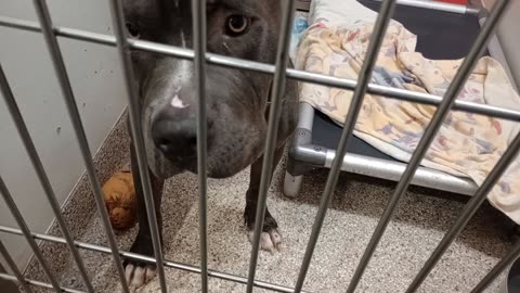 Sizzle 11mos A876193 kennel 190 PACC shelter not doggie walk time so Sizzle stays focused20251015280