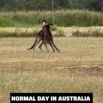 Kangaroo diaries only in Australia 🇦🇺