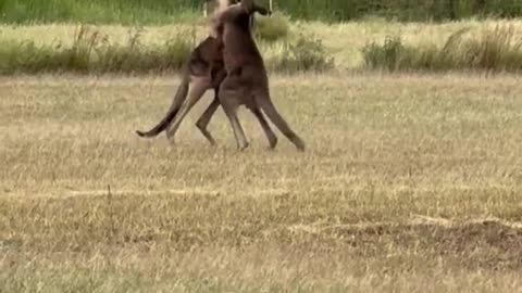 Kangaroo diaries only in Australia 🇦🇺