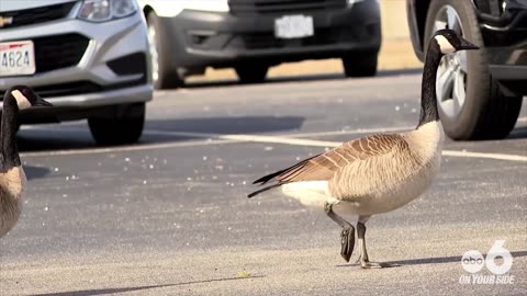 Where are Central Ohio's geese? Experts say they're on the move