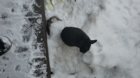 One very indecisive void floof. 🥺 #SparklegleamFarm #Bunny #farm #rabbit #farmanimals #cute